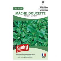 Graines Mâche verte de Cambrai