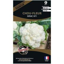 Graines potagères premium chou Chou fleur blanc Serac