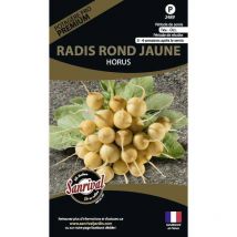 Graines potagères premium radis Rond jaune Horus