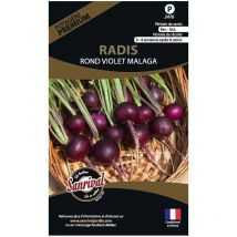 Graines potagères premium radis Rond violet Malaga