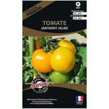Graines potagères premium tomate Jantarny