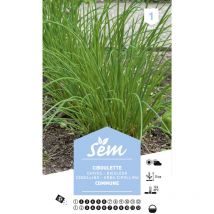 Graines potagères ciboulette commune ou civette