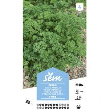 Graines potagères persil Frisé xxl