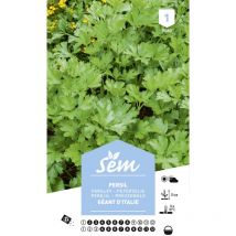 Graines potagères persil Géant d'Italie