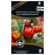 Graines potagères premium aubergine Africaine