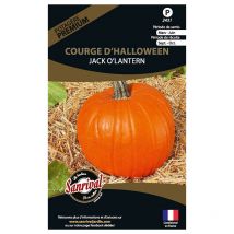 Graines potagères premium Courge D'Halloween