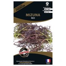 Graines potagères premium Mizuna rouge