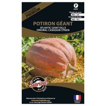 Graines potagères premium potiron Géant