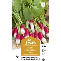 Graines potagères radis Pernot