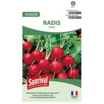 Graines Radis Rond Ecarlate Saxa