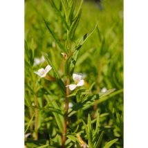 Gratiola officinalis p 0,5