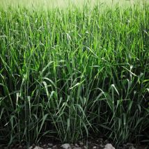 Thompson&morgan - Green Manure 1 Seed Packet