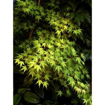 Grünblättriger Japanischer Fächerahorn elegant 60-80cm