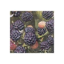 Großfrüchtige, dornenlose Brombeere Black Satin, süße Kletterpflanze 60-100 cm