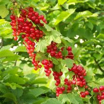Groseillier à grappes Junifer/Pot de 5L