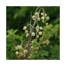 Groseillier à grappes 'Versaillaise blanche' - ribes rubrum 1,5L - 40/60cm