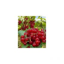 Groseillier junifer - 2 pieds - Fruitier