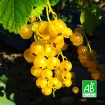 Groseillier 'Versaillaise Blanche' BIO