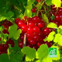 Groseillier 'Versaillaise Rouge' bio