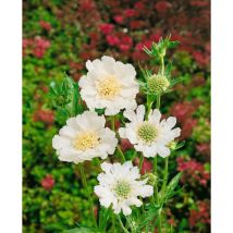 Scabiosa caucasica 'Perfecta Alba' p 0,5