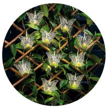 Guirlande led intérieur extérieur Judy Papillon