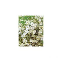 Gypsophile roi des halles - Graines de fleurs - 1 g
