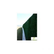 Haie '126 ultra' Jet7garden Vert 1m50x3 m