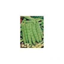 Haricot coco nain blanc precoce - 750 g - graines