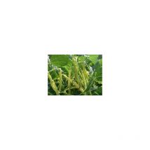 Haricot nain beurre Minidor - 70g