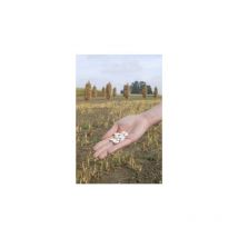 Haricot nain à écosser Flageolet Blanc de Flandres - 90g