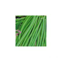 Haricot nain processor - 150G - graines de légumes