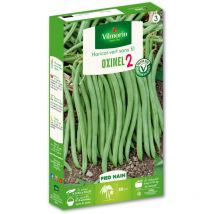 Haricot Nain Vert Oxinel 2