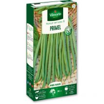 Haricot Nain Vert Primel