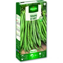 Vilmorin - Haricot Nain Vert Triomphe de Farcy