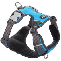 Red Dingo - Harnais pour dognet dingo rembourré turquoise taille xs