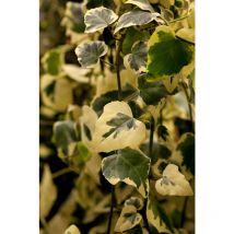 Hedera colchica 'Dentata Variegata' 2L 60- 100