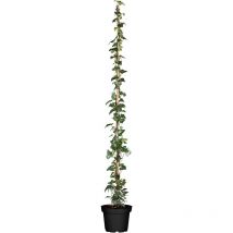 Hedera helix hibernica 5L 100- 150