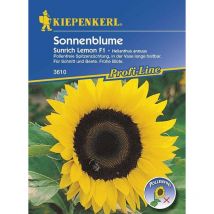 Sonnenblume Sunrich Lemon Helianthus annuus, Inhalt ca. 25 Pflanzen Keine Angabe - Kiepenkerl