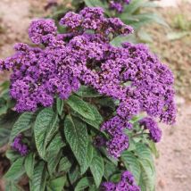 Thompson&morgan - Heliotrope Dwarf Marine 1 Seed Packet