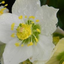 Hellébore orientale White Lady/Godet