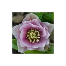 Hellébore orientale Wilgenbroek Double Pink | Conditionnement: Lot de 5 godets