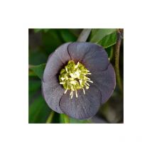 Plantes Avenue - Hellébore orientale Wilgenbroek Slaty Blue | Conditionnement: Lot de 5 godets