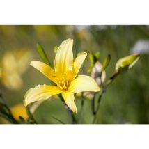 Hemerocallis citrina p 1