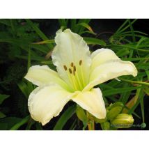 Hemerocallis Gentle Shepherd, rahmweiße edle Taglilie im 11x11 cm Topf