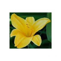 Hemerocallis Winnie The Pooh Miniaturtaglilie