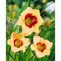 Hemerocallis x cult.'Pandora's Box' p 1