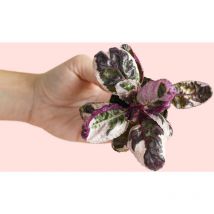 Pur Plant - Hemigraphis Snow White Mini Plantas Naturales