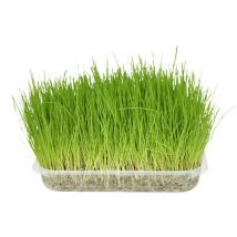 Semence Herbe à chat, barquette de 140g Flamingo