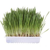 Herbe à chat en graines
