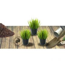 Herbe à éléphant sinensis var. condensatus Luc André Lepage | Conditionnement: Lot de 3 godets